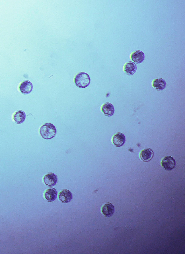 Embryoner i mikroskop hos Trans Embryo